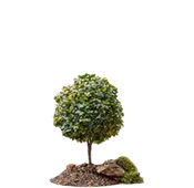 KOKAI Academy Tree 2